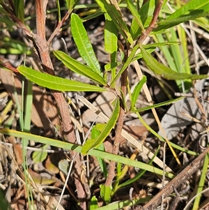 Dodonaea viscosa subsp. angustissima at Hawker, ACT - 9 Jan 2025