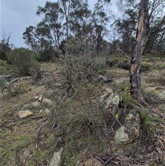 Leptospermum obovatum (River Tea Tree) at Bungendore, NSW - 10 Jan 2025 by clarehoneydove