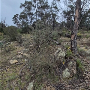 Leptospermum obovatum at Bungendore, NSW - suppressed