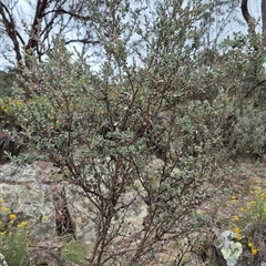 Leptospermum obovatum at Bungendore, NSW - suppressed