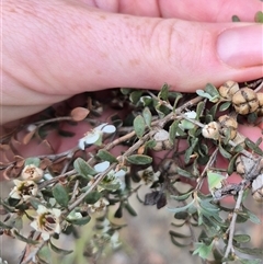 Leptospermum obovatum at Bungendore, NSW - 10 Jan 2025