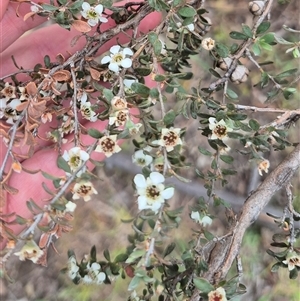 Leptospermum obovatum at Bungendore, NSW - 10 Jan 2025