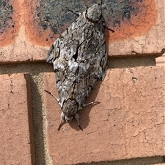 Psilogramma casuarinae (Privet Hawk Moth) at Karabar, NSW - 8 Jan 2025 by Eland