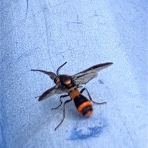 Pterygophorus cinctus (Bottlebrush sawfly) at Karabar, NSW by Eland