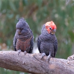 Callocephalon fimbriatum (Gang-gang Cockatoo) at Ainslie, ACT - 9 Jan 2025 by jb2602