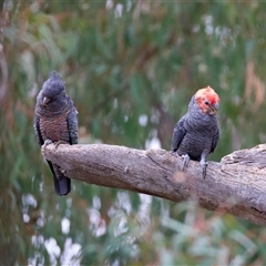 Callocephalon fimbriatum at Ainslie, ACT - suppressed