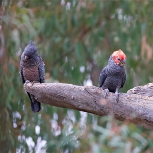 Callocephalon fimbriatum at Ainslie, ACT - 10 Jan 2025