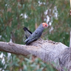 Callocephalon fimbriatum at Ainslie, ACT - suppressed