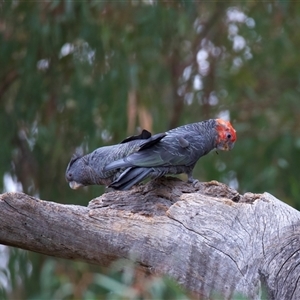 Callocephalon fimbriatum at Ainslie, ACT - 10 Jan 2025