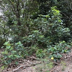 Hibiscus sp. at Palm Beach, QLD - 10 Jan 2025 by lbradley