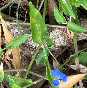 Commelina cyanea at Palm Beach, QLD by lbradley