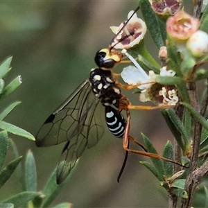 Pristaulacus sp. (genus) at Bungendore, NSW - suppressed