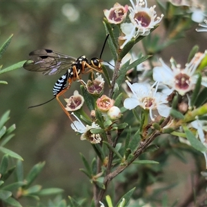 Pristaulacus sp. (genus) at Bungendore, NSW - suppressed