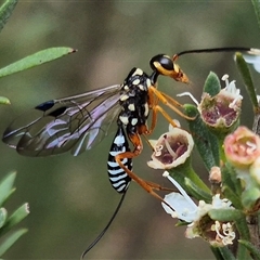 Pristaulacus sp. (genus) at Bungendore, NSW - suppressed