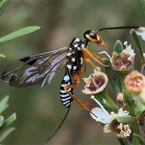 Pristaulacus sp. (genus) at Bungendore, NSW - suppressed