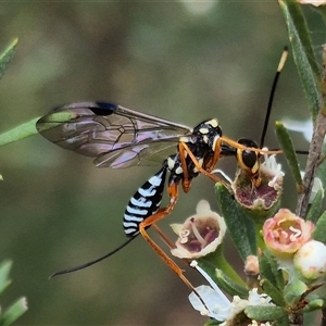 Pristaulacus sp. (genus) at Bungendore, NSW - suppressed