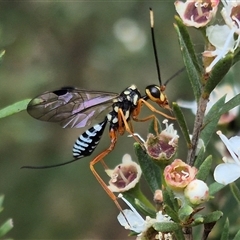 Pristaulacus sp. (genus) at Bungendore, NSW - suppressed