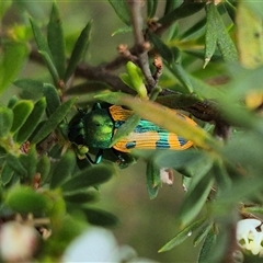 Castiarina scalaris (Scalaris jewel beetle) at Bungendore, NSW - 10 Jan 2025 by clarehoneydove