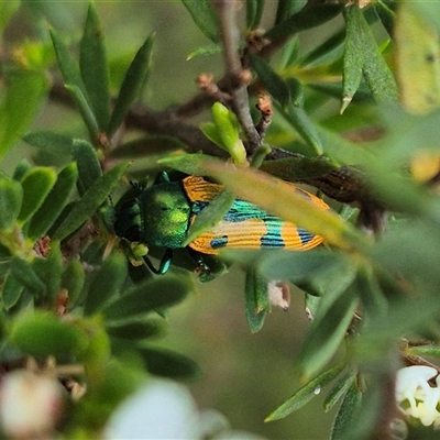 Castiarina scalaris (Scalaris jewel beetle) at Bungendore, NSW - 10 Jan 2025 by clarehoneydove