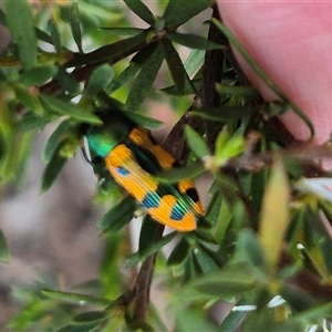 Castiarina scalaris at Bungendore, NSW - suppressed