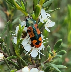 Castiarina scalaris at Bungendore, NSW - suppressed