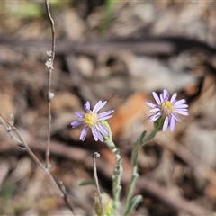 Vittadinia gracilis (New Holland Daisy) at Hawker, ACT - 8 Jan 2025 by sangio7