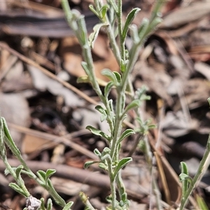 Vittadinia gracilis at Hawker, ACT - 9 Jan 2025 10:18 AM