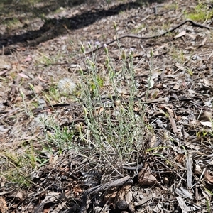 Vittadinia gracilis at Hawker, ACT - 9 Jan 2025 10:18 AM