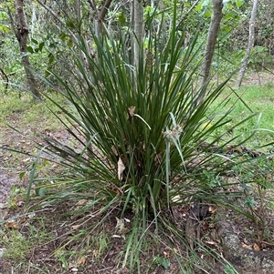 Lomandra longifolia (Spiny-headed Mat-rush, Honey Reed) at Palm Beach, QLD by lbradley