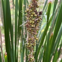 Lomandra longifolia at Palm Beach, QLD - 10 Jan 2025 02:25 PM