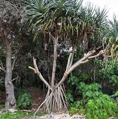 Pandanus tectorius at Palm Beach, QLD - 10 Jan 2025 by lbradley