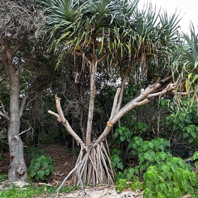 Pandanus tectorius at Palm Beach, QLD - 10 Jan 2025 by lbradley