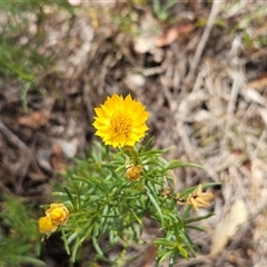 Xerochrysum viscosum (Sticky Everlasting) at Hawker, ACT - 9 Jan 2025 by sangio7