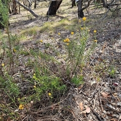 Xerochrysum viscosum at Hawker, ACT - 9 Jan 2025 10:20 AM