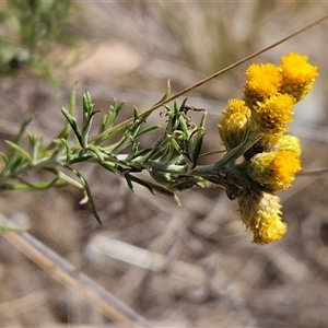 Chrysocephalum semipapposum (Clustered Everlasting) at Hawker, ACT by sangio7