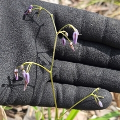 Dianella longifolia (Pale Flax Lily) at Hawker, ACT - 11 Jan 2025 by sangio7