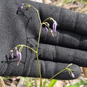 Dianella sp. (Flax Lily) at Hawker, ACT by sangio7