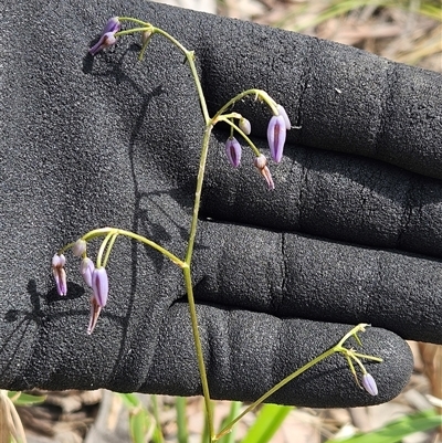 Dianella (genus) (Flax Lily) at Hawker, ACT - 11 Jan 2025 by sangio7