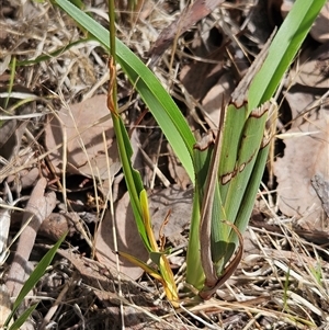 Dianella sp. at Hawker, ACT - 11 Jan 2025 11:08 AM