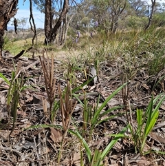 Dianella sp. at Hawker, ACT - 11 Jan 2025 11:08 AM