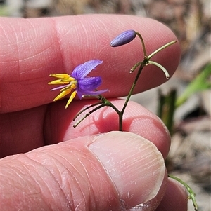 Dianella sp. at Hawker, ACT - 11 Jan 2025 11:08 AM