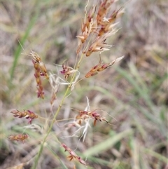 Sorghum leiocladum (Wild Sorghum) at Hawker, ACT - 9 Jan 2025 by sangio7