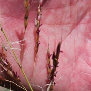 Sorghum leiocladum at Hawker, ACT - 9 Jan 2025