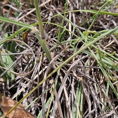 Sorghum leiocladum at Hawker, ACT - 9 Jan 2025