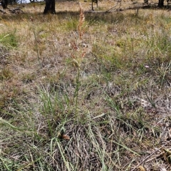 Sorghum leiocladum at Hawker, ACT - 9 Jan 2025