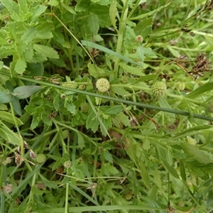 Centipeda elatinoides at Borough, NSW - suppressed