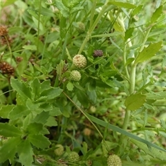 Centipeda elatinoides at Borough, NSW - suppressed