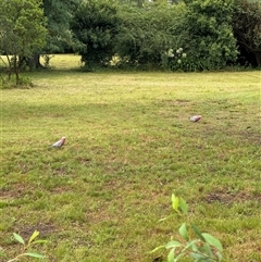 Eolophus roseicapilla (Galah) at Brownlow Hill, NSW - 10 Jan 2025 by MaxDownes