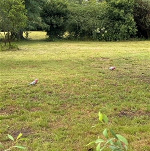 Eolophus roseicapilla (Galah) at Brownlow Hill, NSW by MaxDownes