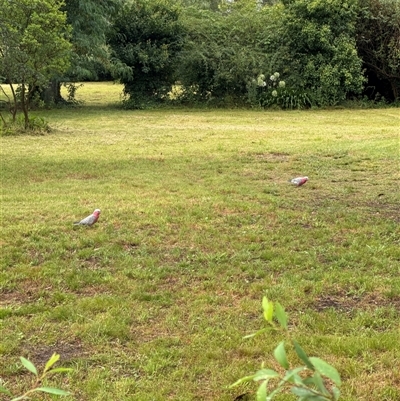 Eolophus roseicapilla (Galah) at Brownlow Hill, NSW - 10 Jan 2025 by MaxDownes